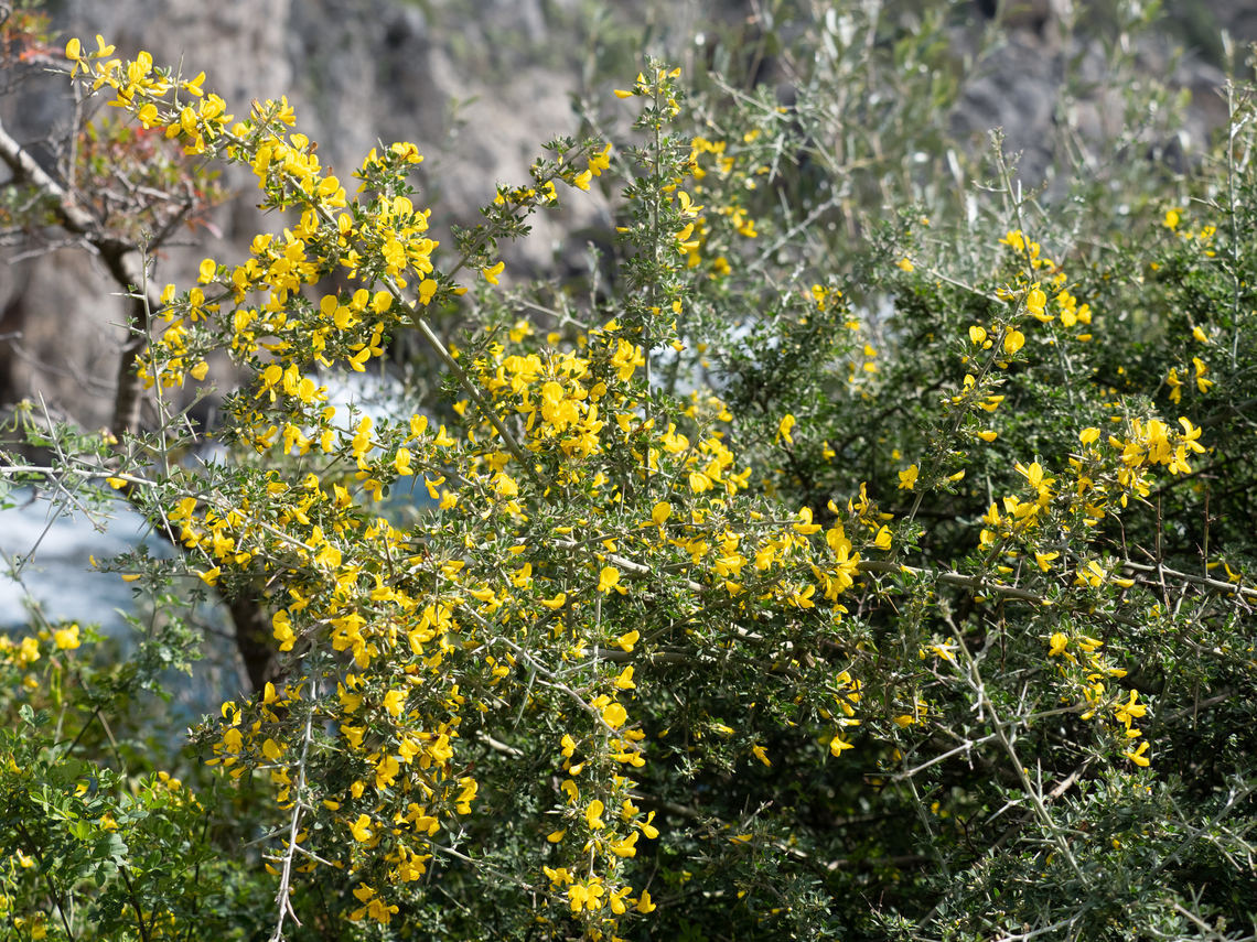 Spiny broom - Calicotome spinosa <figure class="photo"><a href="https://www.jungledragon.com/image/147093/spiny_broom_-_calicotome_spinosa.html" title="Spiny broom - Calicotome spinosa"><img src="https://s3.amazonaws.com/media.jungledragon.com/images/1332/147093_thumb.jpg?AWSAccessKeyId=05GMT0V3GWVNE7GGM1R2&Expires=1769040010&Signature=l8o643Kgv%2F317zbK6Pl5G2%2Fd6zc%3D" width="200" height="150" alt="Spiny broom - Calicotome spinosa https://www.jungledragon.com/image/147094/spiny_broom_-_calicotome_spinosa.html Calicotome spinosa,Corfu island,Eudicot,Europe,Fabaceae,Fabales,Flowering Plant,Geotagged,Greece,Ionian Islands,Magnoliophyta,Plantae,Spiny broom,Thorny broom,Wildlife,Winter" /></a></figure> Calicotome spinosa,Eudicot,Fabaceae,Fabales,Flowering Plant,Geotagged,Greece,Magnoliophyta,Plantae,Spiny broom,Thorny broom,Wildlife,Winter