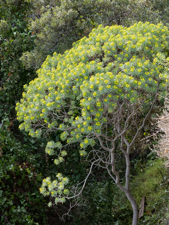 Tree spurge - Euphorbia dendroides <figure class="photo"><a href="https://www.jungledragon.com/image/147096/tree_spurge_-_euphorbia_dendroides.html" title="Tree spurge - Euphorbia dendroides"><img src="https://s3.amazonaws.com/media.jungledragon.com/images/1332/147096_thumb.jpg?AWSAccessKeyId=05GMT0V3GWVNE7GGM1R2&Expires=1759968010&Signature=L5m5KbBqPZv7Dm%2Fa0GdL3mMWZnY%3D" width="200" height="150" alt="Tree spurge - Euphorbia dendroides https://www.jungledragon.com/image/147095/tree_spurge_-_euphorbia_dendroides.html Corfu island,Eudicot,Euphorbia dendroides,Euphorbiaceae,Europe,Flowering Plant,Geotagged,Greece,Ionian Islands,Magnoliophyta,Malpighiales,Plantae,Tree Spurge,Tree spurge,Wildlife,Winter" /></a></figure> Corfu island,Eudicot,Euphorbia dendroides,Euphorbiaceae,Europe,Flowering Plant,Geotagged,Greece,Ionian Islands,Magnoliophyta,Malpighiales,Plantae,Tree Spurge,Tree spurge,Wildlife,Winter
