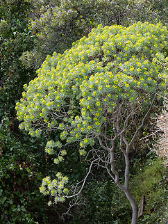 Tree spurge - Euphorbia dendroides https://www.jungledragon.com/image/147096/tree_spurge_-_euphorbia_dendroides.html Corfu island,Eudicot,Euphorbia dendroides,Euphorbiaceae,Europe,Flowering Plant,Geotagged,Greece,Ionian Islands,Magnoliophyta,Malpighiales,Plantae,Tree Spurge,Tree spurge,Wildlife,Winter