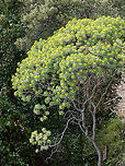 Tree spurge - Euphorbia dendroides https://www.jungledragon.com/image/147096/tree_spurge_-_euphorbia_dendroides.html Corfu island,Eudicot,Euphorbia dendroides,Euphorbiaceae,Europe,Flowering Plant,Geotagged,Greece,Ionian Islands,Magnoliophyta,Malpighiales,Plantae,Tree Spurge,Tree spurge,Wildlife,Winter