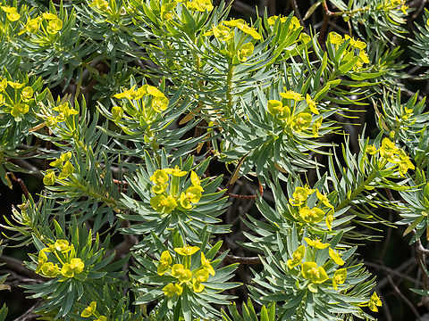 Tree spurge - Euphorbia dendroides https://www.jungledragon.com/image/147095/tree_spurge_-_euphorbia_dendroides.html Corfu island,Eudicot,Euphorbia dendroides,Euphorbiaceae,Europe,Flowering Plant,Geotagged,Greece,Ionian Islands,Magnoliophyta,Malpighiales,Plantae,Tree Spurge,Tree spurge,Wildlife,Winter