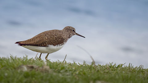 Green sandpiper - Tringa ochropus  Animalia,Aves,Bulgaria,Charadriiformes,Chordata,Geotagged,Green sandpiper,Scolopacidae,Shorebird,Tringa ochropus,Wader,Wildlife,Winter