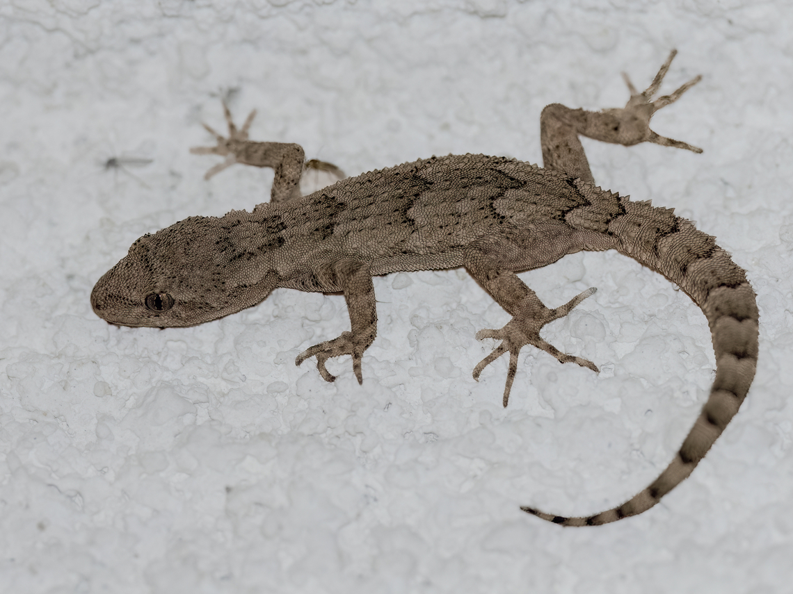 Bulgarian bent-toed gecko - Mediodactylus danilewskii Recently, the phylogeny of the &ldquo;Kotschy&rsquo;s gecko&rdquo; (Mediodactylus kotschyi Steindachner,1870) was revised, and the Black sea populations were distinguished as a new species &ndash; the Bulgarian Bent-toed Gecko (Mediodactylus danilewskii Strauch, 1887).<br />
<br />
The photo was taken by headlamp light at night.  Animalia,Bulgaria,Bulgarian bent-toed gecko,Chordata,Europe,Gekkonidae,Geotagged,Mediodactylus danilewskii,Mediterranean thin-toed gecko,Reptilia,Rhodope mountains,Squamata,Wildlife,Winter