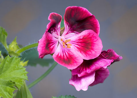 Regal pelargonium - Pelargonium &times; domesticum Bailey My first ever macro shot with flash with a DIY diffuser. I find the result quite satisfactory. Bulgaria,Eudicot,Flowering Plant,Geotagged,Geraniaceae,Geraniales,Magnoliophyta,Pelargonium &times; domesticum,Plantae,Regal pelargonium,Wildlife,Winter