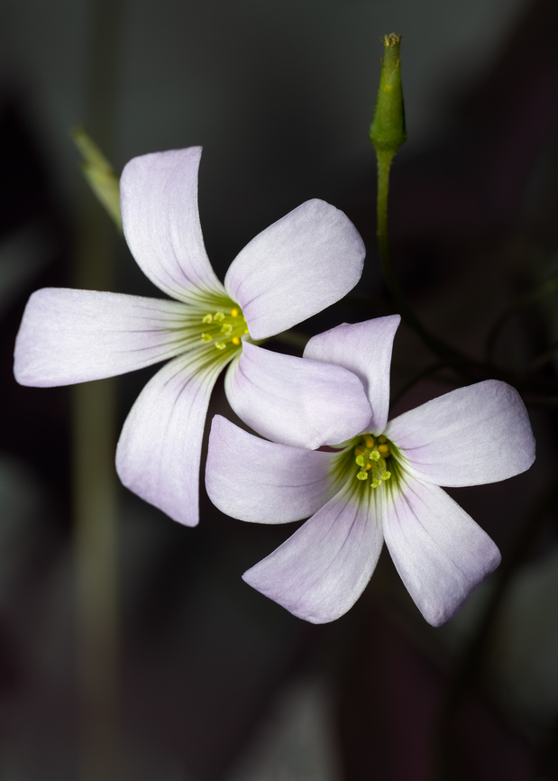 False shamrock - Oxalis triangularis  Bulgaria,Eudicot,Europe,False Shamrock,False shamrock,Flowering Plant,Geotagged,Magnoliophyta,Oxalidaceae,Oxalidales,Oxalis triangularis,Plantae,Sofia,Spring,Wildlife
