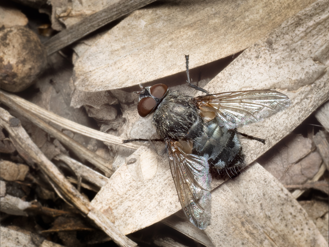 Common cluster fly - Pollenia rudis  Animalia,Arthropoda,Bulgaria,Common cluster fly,Diptera,Geotagged,Insecta,Pollenia rudis,Polleniidae,Spring,Wildlife
