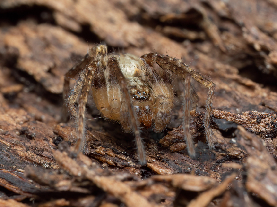 Buzzing spider - Anyphaena accentuata I found this friend today under the bark of an old tree in a city park in Sofia. About 5-6 mm.<br />
<figure class="photo"><a href="https://www.jungledragon.com/image/147759/buzzing_spider_-_anyphaena_accentuata.html" title="Buzzing spider - Anyphaena accentuata"><img src="https://s3.amazonaws.com/media.jungledragon.com/images/1332/147759_thumb.jpg?AWSAccessKeyId=05GMT0V3GWVNE7GGM1R2&Expires=1759968010&Signature=ncwTJWB1GJD0g4prAfHdyOs4XVI%3D" width="200" height="150" alt="Buzzing spider - Anyphaena accentuata https://www.jungledragon.com/image/147757/buzzing_spider_-_anyphaena_accentuata.html<br />
https://www.jungledragon.com/image/147758/buzzing_spider_-_anyphaena_accentuata.html Animalia,Anyphaena accentuata,Anyphaenidae,Arachnida,Araneae,Arthropoda,Bulgaria,Buzzing spider,Geotagged,Spring,Wildlife" /></a></figure><br />
<figure class="photo"><a href="https://www.jungledragon.com/image/147758/buzzing_spider_-_anyphaena_accentuata.html" title="Buzzing spider - Anyphaena accentuata"><img src="https://s3.amazonaws.com/media.jungledragon.com/images/1332/147758_thumb.jpg?AWSAccessKeyId=05GMT0V3GWVNE7GGM1R2&Expires=1759968010&Signature=B8DqoK3Y2HvtNVV7ZuqZ1g7eYWg%3D" width="200" height="150" alt="Buzzing spider - Anyphaena accentuata https://www.jungledragon.com/image/147757/buzzing_spider_-_anyphaena_accentuata.html<br />
https://www.jungledragon.com/image/147759/buzzing_spider_-_anyphaena_accentuata.html Animalia,Anyphaena accentuata,Anyphaenidae,Arachnida,Araneae,Arthropoda,Bulgaria,Buzzing spider,Geotagged,Spring,Wildlife" /></a></figure> Animalia,Anyphaena accentuata,Anyphaenidae,Arachnida,Araneae,Arthropoda,Bulgaria,Buzzing spider,Geotagged,Spring,Wildlife