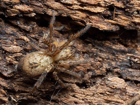 Buzzing spider - Anyphaena accentuata https://www.jungledragon.com/image/147757/buzzing_spider_-_anyphaena_accentuata.html
https://www.jungledragon.com/image/147759/buzzing_spider_-_anyphaena_accentuata.html Animalia,Anyphaena accentuata,Anyphaenidae,Arachnida,Araneae,Arthropoda,Bulgaria,Buzzing spider,Geotagged,Spring,Wildlife