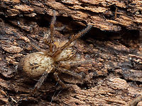 Buzzing spider - Anyphaena accentuata https://www.jungledragon.com/image/147757/buzzing_spider_-_anyphaena_accentuata.html<br />
https://www.jungledragon.com/image/147759/buzzing_spider_-_anyphaena_accentuata.html Animalia,Anyphaena accentuata,Anyphaenidae,Arachnida,Araneae,Arthropoda,Bulgaria,Buzzing spider,Geotagged,Spring,Wildlife