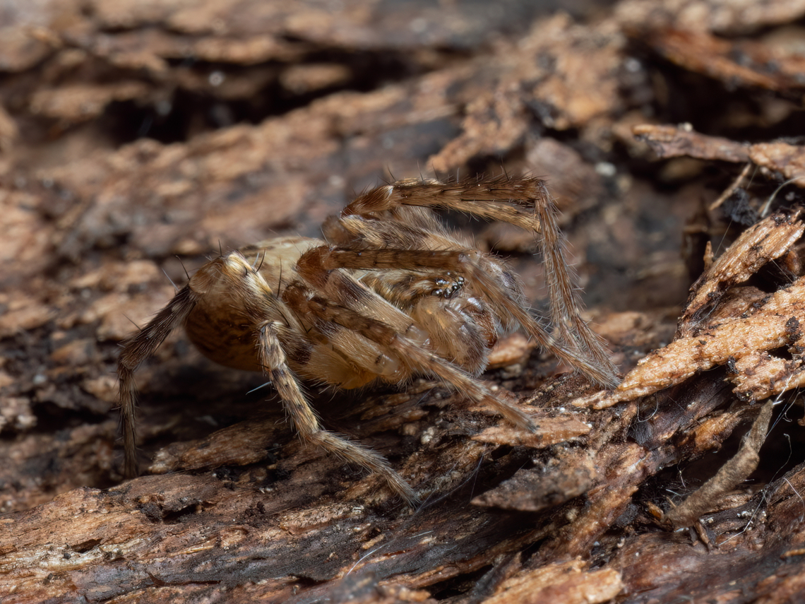Buzzing spider - Anyphaena accentuata <figure class="photo"><a href="https://www.jungledragon.com/image/147757/buzzing_spider_-_anyphaena_accentuata.html" title="Buzzing spider - Anyphaena accentuata"><img src="https://s3.amazonaws.com/media.jungledragon.com/images/1332/147757_thumb.jpg?AWSAccessKeyId=05GMT0V3GWVNE7GGM1R2&Expires=1759968010&Signature=BoFhUztI2NCoWF0NUzePN2rxCJk%3D" width="200" height="150" alt="Buzzing spider - Anyphaena accentuata I found this friend today under the bark of an old tree in a city park in Sofia. About 5-6 mm.<br />
https://www.jungledragon.com/image/147759/buzzing_spider_-_anyphaena_accentuata.html<br />
https://www.jungledragon.com/image/147758/buzzing_spider_-_anyphaena_accentuata.html Animalia,Anyphaena accentuata,Anyphaenidae,Arachnida,Araneae,Arthropoda,Bulgaria,Buzzing spider,Geotagged,Spring,Wildlife" /></a></figure><br />
<figure class="photo"><a href="https://www.jungledragon.com/image/147758/buzzing_spider_-_anyphaena_accentuata.html" title="Buzzing spider - Anyphaena accentuata"><img src="https://s3.amazonaws.com/media.jungledragon.com/images/1332/147758_thumb.jpg?AWSAccessKeyId=05GMT0V3GWVNE7GGM1R2&Expires=1759968010&Signature=B8DqoK3Y2HvtNVV7ZuqZ1g7eYWg%3D" width="200" height="150" alt="Buzzing spider - Anyphaena accentuata https://www.jungledragon.com/image/147757/buzzing_spider_-_anyphaena_accentuata.html<br />
https://www.jungledragon.com/image/147759/buzzing_spider_-_anyphaena_accentuata.html Animalia,Anyphaena accentuata,Anyphaenidae,Arachnida,Araneae,Arthropoda,Bulgaria,Buzzing spider,Geotagged,Spring,Wildlife" /></a></figure> Animalia,Anyphaena accentuata,Anyphaenidae,Arachnida,Araneae,Arthropoda,Bulgaria,Buzzing spider,Geotagged,Spring,Wildlife