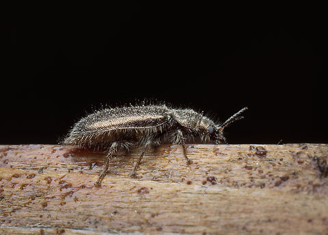 Aplocnemus sp. Small, 6-7 mm beetle, Rhadalidae family. Unfortunately, IDing it based only on a photo is impossible. Animalia,Aplocnemus sp.,Arthropoda,Bulgaria,Clerioidea,Coleoptera,Europe,Geotagged,Insecta,Rhadalidae,Sofia,Spring,Wildlife