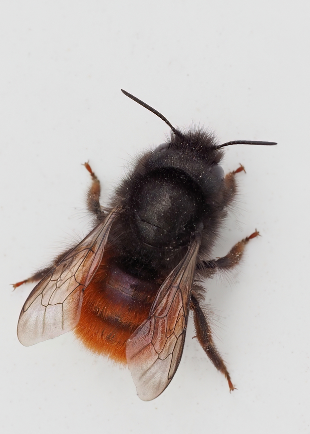 Mason bee - Osmia cornuta In-camera stacking 9 shots, with flash. Animalia,Apoidea,Arthropoda,Bulgaria,Europe,European orchard bee,Geotagged,Hymenoptera,Insecta,Mason bee,Megachilidae,Osmia cornuta,Sofia,Spring,Wildlife
