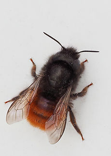 Mason bee - Osmia cornuta In-camera stacking 9 shots, with flash. Animalia,Apoidea,Arthropoda,Bulgaria,Europe,European orchard bee,Geotagged,Hymenoptera,Insecta,Mason bee,Megachilidae,Osmia cornuta,Sofia,Spring,Wildlife