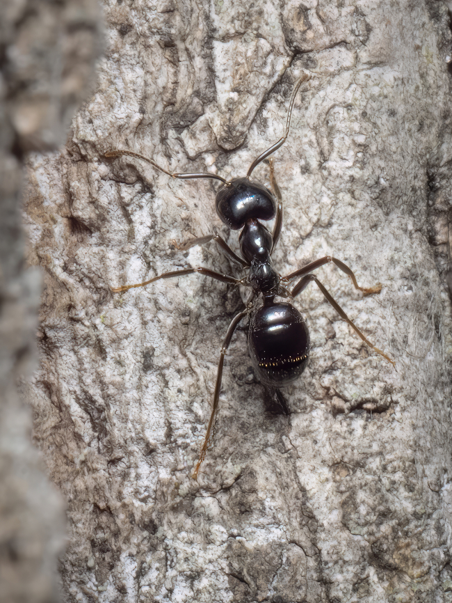 Jet black ant - Lasius fuliginosus  Animalia,Arthropoda,Bulgaria,Formicidae,Geotagged,Hymenoptera,Insecta,Jet black ant,Lasius fuliginosus,Spring,Vespoidea,Wildlife