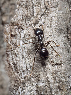 Jet black ant - Lasius fuliginosus  Animalia,Arthropoda,Bulgaria,Formicidae,Geotagged,Hymenoptera,Insecta,Jet black ant,Lasius fuliginosus,Spring,Vespoidea,Wildlife
