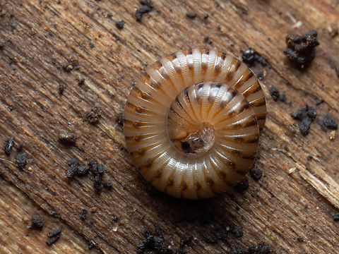 Millipede - Pachyiulus cattarensis https://www.jungledragon.com/image/147796/millipede_-_pachyiulus_cattarensis.html Animalia,Arthropoda,Bulgaria,Diplopoda,Europe,Geotagged,Julida,Julidae,Millipede,Pachyiulus cattarensis,Sofia,South park,Spring,Wildlife