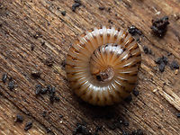 Millipede - Pachyiulus cattarensis https://www.jungledragon.com/image/147796/millipede_-_pachyiulus_cattarensis.html Animalia,Arthropoda,Bulgaria,Diplopoda,Europe,Geotagged,Julida,Julidae,Millipede,Pachyiulus cattarensis,Sofia,South park,Spring,Wildlife