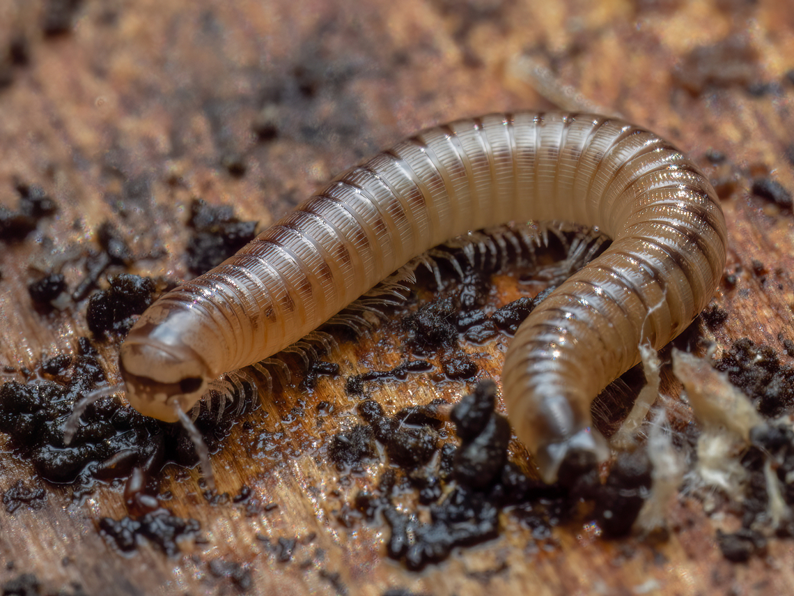 Millipede - Pachyiulus cattarensis <figure class="photo"><a href="https://www.jungledragon.com/image/147795/millipede_-_pachyiulus_cattarensis.html" title="Millipede - Pachyiulus cattarensis"><img src="https://s3.amazonaws.com/media.jungledragon.com/images/1332/147795_thumb.jpg?AWSAccessKeyId=05GMT0V3GWVNE7GGM1R2&Expires=1759968010&Signature=qFQbFcmvBVDKYncuBhc92xkK52c%3D" width="200" height="150" alt="Millipede - Pachyiulus cattarensis https://www.jungledragon.com/image/147796/millipede_-_pachyiulus_cattarensis.html Animalia,Arthropoda,Bulgaria,Diplopoda,Europe,Geotagged,Julida,Julidae,Millipede,Pachyiulus cattarensis,Sofia,South park,Spring,Wildlife" /></a></figure> Animalia,Arthropoda,Bulgaria,Diplopoda,Europe,Geotagged,Julida,Julidae,Millipede,Pachyiulus cattarensis,Sofia,South park,Spring,Wildlife