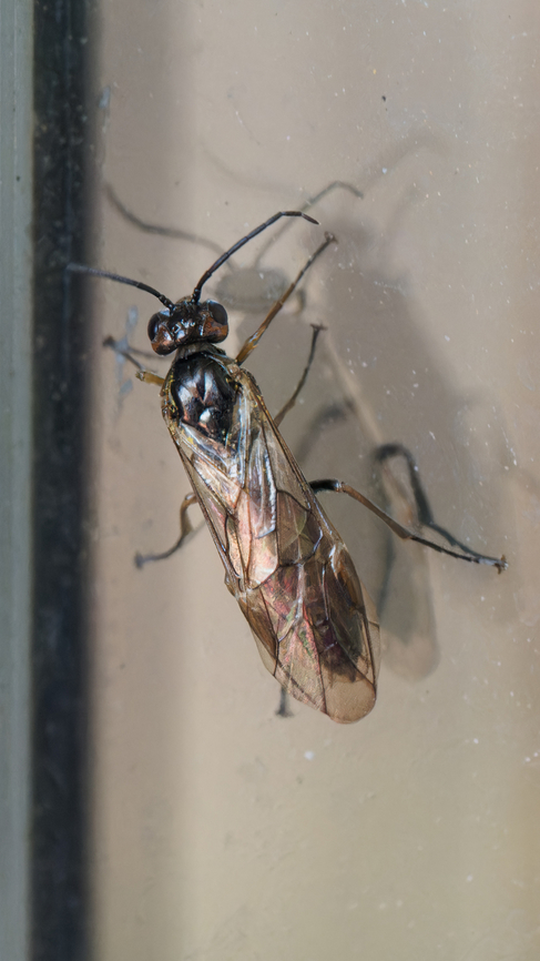Sawfly - Euura sp. Unfortunately, ID-ing based on photos is not possible. Posted in several Facebook groups and iNaturalist - only the genus Euura is confirmed.<br />
<figure class="photo"><a href="https://www.jungledragon.com/image/147855/sawfly_-_euura_sp.html" title="Sawfly - Euura sp."><img src="https://s3.amazonaws.com/media.jungledragon.com/images/1332/147855_thumb.jpg?AWSAccessKeyId=05GMT0V3GWVNE7GGM1R2&Expires=1769040010&Signature=af0JeIq7I%2FVPP87fjd8NvF0ob84%3D" width="200" height="114" alt="Sawfly - Euura sp. Unfortunately, ID-ing based on photos is not possible. Posted in several Facebook groups and iNaturalist - only the genus Euura is confirmed.<br />
https://www.jungledragon.com/image/147856/sawfly_-_euura_sp.html Animalia,Arthropoda,Bulgaria,Europe,Euura sp.,Geotagged,Hymenoptera,Insecta,Sawfly,Sofia,Spring,Tenthredinidae,Tenthredinoidea,Wildlife" /></a></figure> Animalia,Arthropoda,Bulgaria,Europe,Euura sp.,Geotagged,Hymenoptera,Insecta,Sawfly,Sofia,Spring,Tenthredinidae,Tenthredinoidea,Wildlife