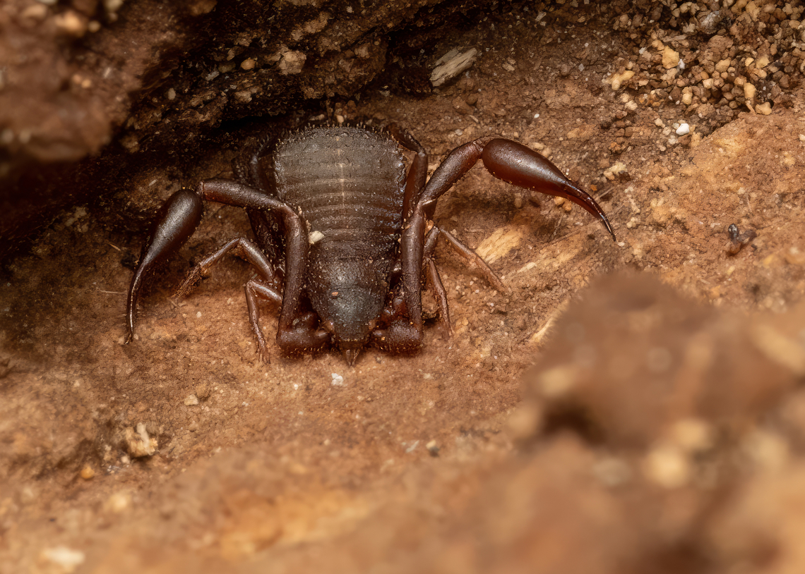 House pseudoscorpion - Chelifer cancroides Amazing tiny guy, I hardly noticed it. The body is not bigger than 2.5 mm. I don&#039;t know how I managed to get it in focus while he was trying to hide. Found under the bark of an old rotting trunk. Used flash and homemade diffuser. Animalia,Arachnida,Arthropoda,Bulgaria,Chelifer cancroides,Cheliferidae,Geotagged,House Pseudoscorpion,House pseudoscorpion,Pseudoscorpiones,Spring,Wildlife