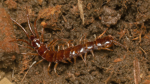 Brown centipede - Lithobius forficatus The only acceptable shot. A very busy guy, by the time I localize it with the lens it is already out of frame or buried in the debris - under a rotten log - South Park, Sofia. Animalia,Arthropoda,Brown centipede,Bulgaria,Chilopoda,Geotagged,Lithobiidae,Lithobiomorpha,Lithobius forficatus,Spring,Wildlife