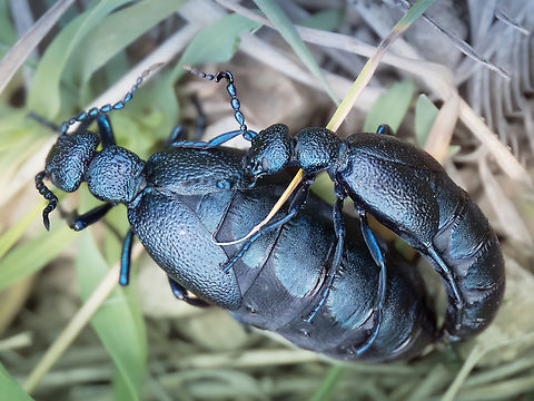 European oil beetles - Meloe proscarabaeus  Animalia,Arthropoda,Bulgaria,Coleoptera,Europe,European oil beetle,Geotagged,Golo Bardo mountain,Insecta,Meloe proscarabaeus,Meloidae,Pernik,Spring,Tenebrionoidea,Wildlife