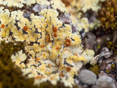 Bracted sulphur lichen - Gyalolechia bracteata  Ascomycota,Bracted sulphur lichen,Bulgaria,Europe,Fulgensia bracteata,Fungi,Fungus,Geotagged,Golo Bardo mountain,Gyalolechia bracteata,Lecanoromycetes,Pernik,Spring,Teloschistaceae,Teloschistales,Wildlife