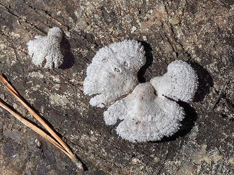 Splitgill - Schizophyllum commune They are so attractive when open! Agaricales,Agaricomycetes,Basidiomycota,Bulgaria,Europe,Fungi,Fungus,Geotagged,Golo Bardo mountain,Pernik,Schizophyllaceae,Schizophyllum commune,Splitgill,Splitgill Mushroom,Spring,Wildlife