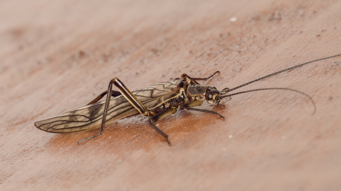 Winter stonefly - Brachyptera cf seticornis My first photo of a representative of this class of insects. The identification of the species is debatable, but based on some scientific articles that I have read, regarding their distribution in Bulgaria, and on external features, I think it corresponds most accurately to the photographed specimen. It appeared in an unusual urban environment - on the window of my apartment in Sofia in the presence of strong wind and bad rainy weather. I still managed to get a few photos of it before the wind blew it off in an unknown direction. As of 2013, there are 17 recorded species of winter stoneflies in Bulgaria.<br />
<figure class="photo"><a href="https://www.jungledragon.com/image/148099/winter_stonefly_-_brachyptera_cf_seticornis.html" title="Winter stonefly - Brachyptera cf seticornis"><img src="https://s3.amazonaws.com/media.jungledragon.com/images/1332/148099_thumb.jpg?AWSAccessKeyId=05GMT0V3GWVNE7GGM1R2&Expires=1769040010&Signature=vcOOzo5enhPAvdNUAjVR%2BdwFRCI%3D" width="200" height="150" alt="Winter stonefly - Brachyptera cf seticornis My first photo of a representative of this class of insects. The identification of the species is debatable, but based on some scientific articles that I have read, regarding their distribution in Bulgaria, and on external features, I think it corresponds most accurately to the photographed specimen. It appeared in an unusual urban environment - on the window of my apartment in Sofia in the presence of strong wind and bad rainy weather. I still managed to get a few photos of him before the wind blew him off in an unknown direction. As of 2013, there are 17 recorded species of fritillaries in Bulgaria.<br />
https://www.jungledragon.com/image/148098/winter_stonefly_-_brachyptera_cf_seticornis.html Animalia,Arthropoda,Brachyptera seticornis,Bulgaria,Geotagged,Insecta,Nemouroidea,Plecoptera,Spring,Stonefly,Taeniopterygidae,Taeniopteryx seticornis,Wildlife,Willowfly,Winter stonefly" /></a></figure> Animalia,Arthropoda,Brachyptera seticornis,Bulgaria,Geotagged,Insecta,Nemouroidea,Plecoptera,Spring,Stonefly,Taeniopterygidae,Taeniopteryx seticornis,Wildlife,Willowfly,Winter stonefly