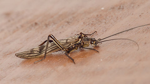 Winter stonefly - Brachyptera cf seticornis My first photo of a representative of this class of insects. The identification of the species is debatable, but based on some scientific articles that I have read, regarding their distribution in Bulgaria, and on external features, I think it corresponds most accurately to the photographed specimen. It appeared in an unusual urban environment - on the window of my apartment in Sofia in the presence of strong wind and bad rainy weather. I still managed to get a few photos of it before the wind blew it off in an unknown direction. As of 2013, there are 17 recorded species of winter stoneflies in Bulgaria.
https://www.jungledragon.com/image/148099/winter_stonefly_-_brachyptera_cf_seticornis.html Animalia,Arthropoda,Brachyptera seticornis,Bulgaria,Geotagged,Insecta,Nemouroidea,Plecoptera,Spring,Stonefly,Taeniopterygidae,Taeniopteryx seticornis,Wildlife,Willowfly,Winter stonefly