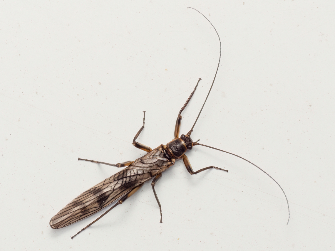 Winter stonefly - Brachyptera cf seticornis My first photo of a representative of this class of insects. The identification of the species is debatable, but based on some scientific articles that I have read, regarding their distribution in Bulgaria, and on external features, I think it corresponds most accurately to the photographed specimen. It appeared in an unusual urban environment - on the window of my apartment in Sofia in the presence of strong wind and bad rainy weather. I still managed to get a few photos of him before the wind blew him off in an unknown direction. As of 2013, there are 17 recorded species of fritillaries in Bulgaria.<br />
<figure class="photo"><a href="https://www.jungledragon.com/image/148098/winter_stonefly_-_brachyptera_cf_seticornis.html" title="Winter stonefly - Brachyptera cf seticornis"><img src="https://s3.amazonaws.com/media.jungledragon.com/images/1332/148098_thumb.jpg?AWSAccessKeyId=05GMT0V3GWVNE7GGM1R2&Expires=1769040010&Signature=wYnxxJo3D18lskFRi0RyMVDRStA%3D" width="200" height="114" alt="Winter stonefly - Brachyptera cf seticornis My first photo of a representative of this class of insects. The identification of the species is debatable, but based on some scientific articles that I have read, regarding their distribution in Bulgaria, and on external features, I think it corresponds most accurately to the photographed specimen. It appeared in an unusual urban environment - on the window of my apartment in Sofia in the presence of strong wind and bad rainy weather. I still managed to get a few photos of it before the wind blew it off in an unknown direction. As of 2013, there are 17 recorded species of winter stoneflies in Bulgaria.<br />
https://www.jungledragon.com/image/148099/winter_stonefly_-_brachyptera_cf_seticornis.html Animalia,Arthropoda,Brachyptera seticornis,Bulgaria,Geotagged,Insecta,Nemouroidea,Plecoptera,Spring,Stonefly,Taeniopterygidae,Taeniopteryx seticornis,Wildlife,Willowfly,Winter stonefly" /></a></figure> Animalia,Arthropoda,Brachyptera seticornis,Bulgaria,Geotagged,Insecta,Nemouroidea,Plecoptera,Spring,Stonefly,Taeniopterygidae,Taeniopteryx seticornis,Wildlife,Willowfly,Winter stonefly