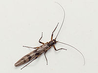 Winter stonefly - Brachyptera cf seticornis My first photo of a representative of this class of insects. The identification of the species is debatable, but based on some scientific articles that I have read, regarding their distribution in Bulgaria, and on external features, I think it corresponds most accurately to the photographed specimen. It appeared in an unusual urban environment - on the window of my apartment in Sofia in the presence of strong wind and bad rainy weather. I still managed to get a few photos of him before the wind blew him off in an unknown direction. As of 2013, there are 17 recorded species of fritillaries in Bulgaria.<br />
https://www.jungledragon.com/image/148098/winter_stonefly_-_brachyptera_cf_seticornis.html Animalia,Arthropoda,Brachyptera seticornis,Bulgaria,Geotagged,Insecta,Nemouroidea,Plecoptera,Spring,Stonefly,Taeniopterygidae,Taeniopteryx seticornis,Wildlife,Willowfly,Winter stonefly