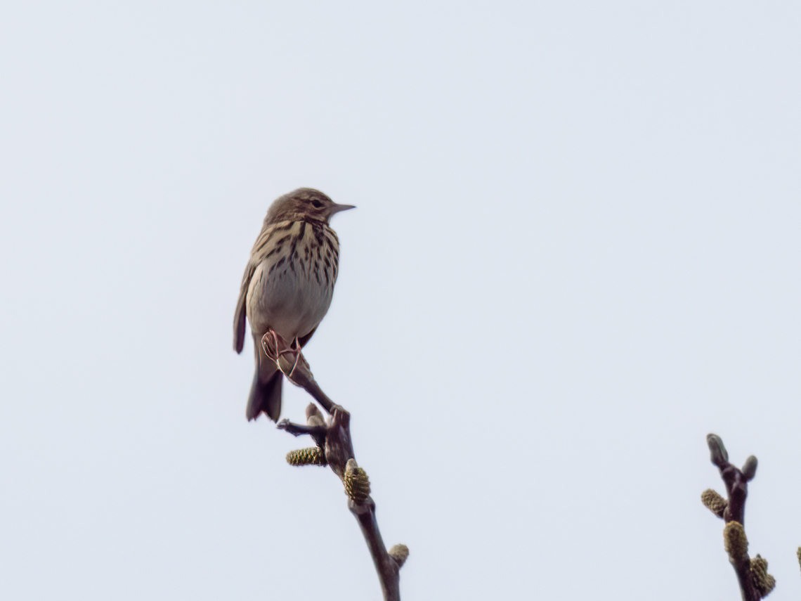Tree pipit - Anthus trivialis  Animalia,Anthus trivialis,Aves,Bulgaria,Chordata,Geotagged,Motacilla alba,Motacillidae,Passeriformes,Passerine,Spring,Tree Pipit,Tree pipit,Wildlife