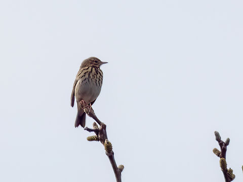 Tree pipit - Anthus trivialis  Animalia,Anthus trivialis,Aves,Bulgaria,Chordata,Geotagged,Motacilla alba,Motacillidae,Passeriformes,Passerine,Spring,Tree Pipit,Tree pipit,Wildlife