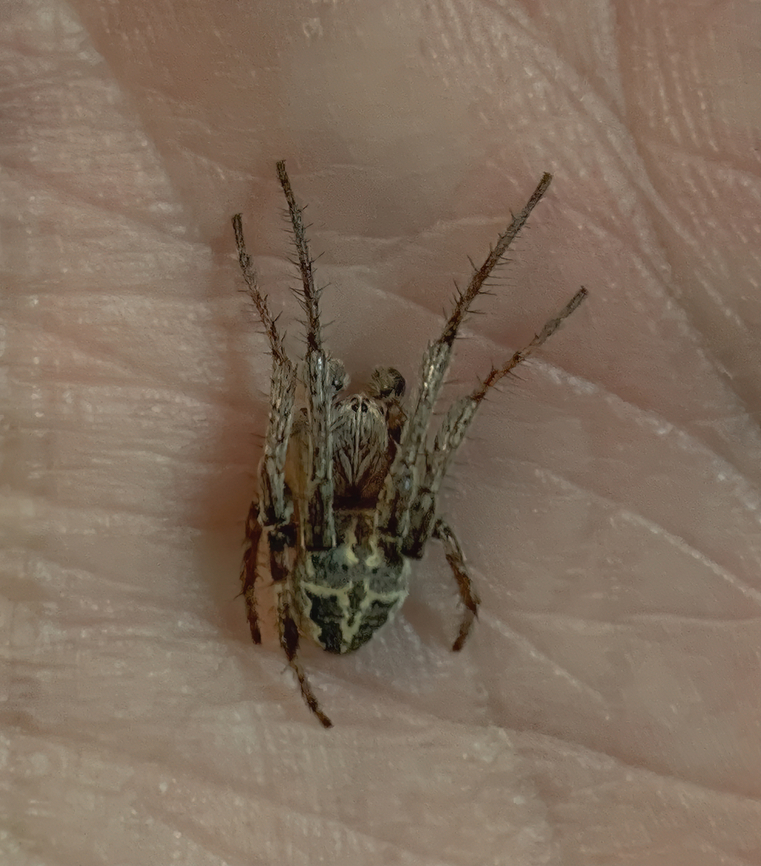 Larinioides cf suspicax I had no camera with me, the photo was taken with my mobile. Animalia,Arachnida,Araneae,Araneidae,Arthropoda,Bulgaria,Burgas,Europe,Geotagged,Larinioides suspicax,Orb-weaver,Spring,Wildlife