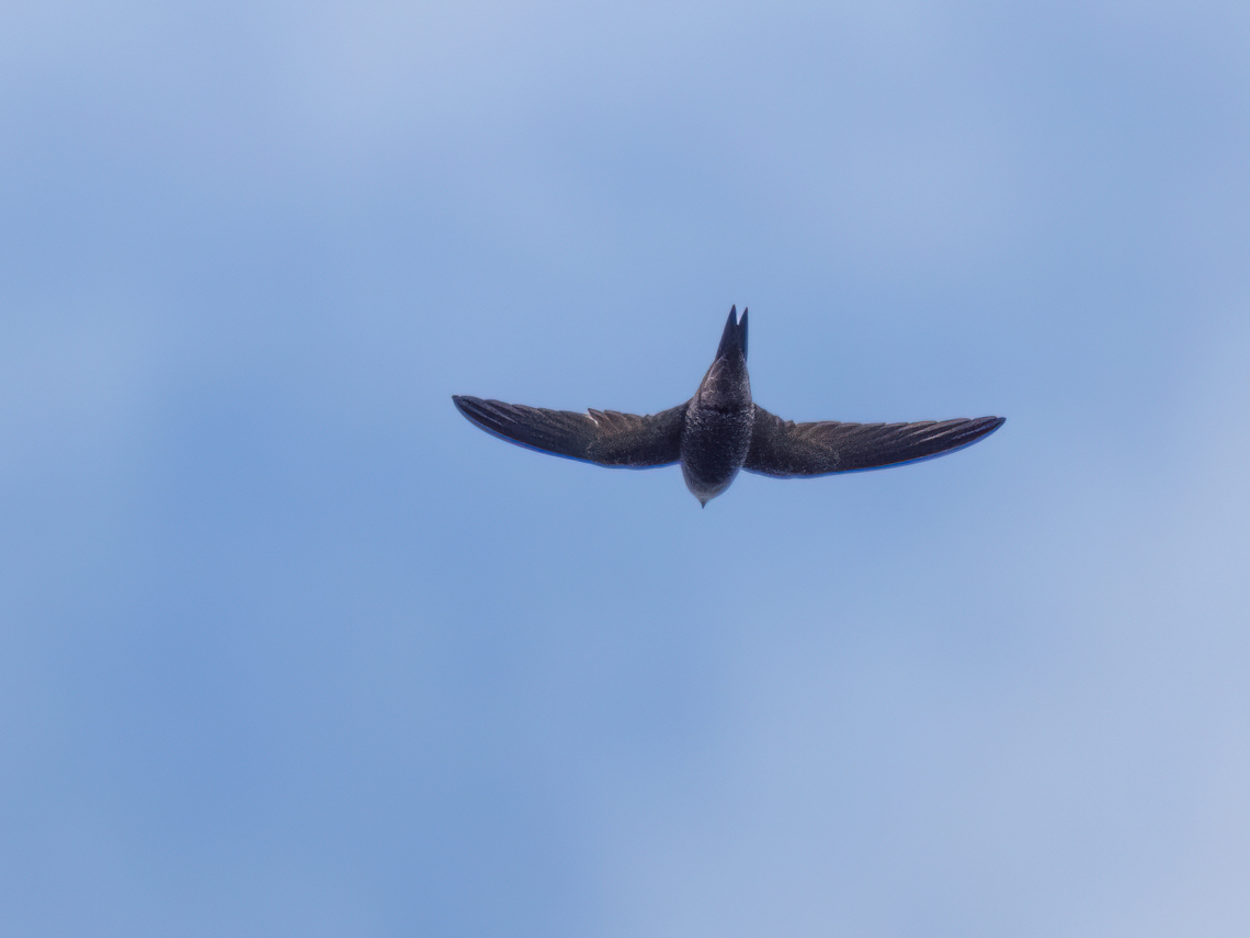 Pallid swift - Apus pallidus  Animalia,Apodidae,Apodiformes,Apus pallidus,Aves,Bulgaria,Chordata,Geotagged,Pallid swift,Spring,Wildlife