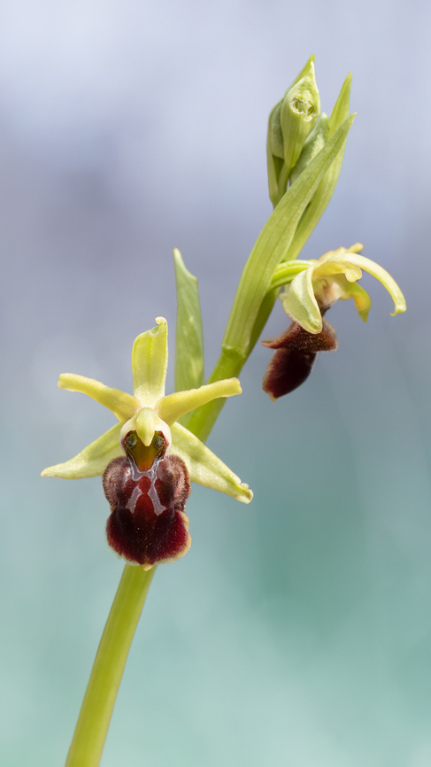 Early spider-orchid - Ophrys sphegodes  Asparagales,Bulgaria,Early Spider-orchid,Early spider-orchid,Flowering Plant,Geotagged,Magnoliophyta,Monocot,Ophrys sphegodes,Orchidaceae,Plantae,Spring,Wildlife