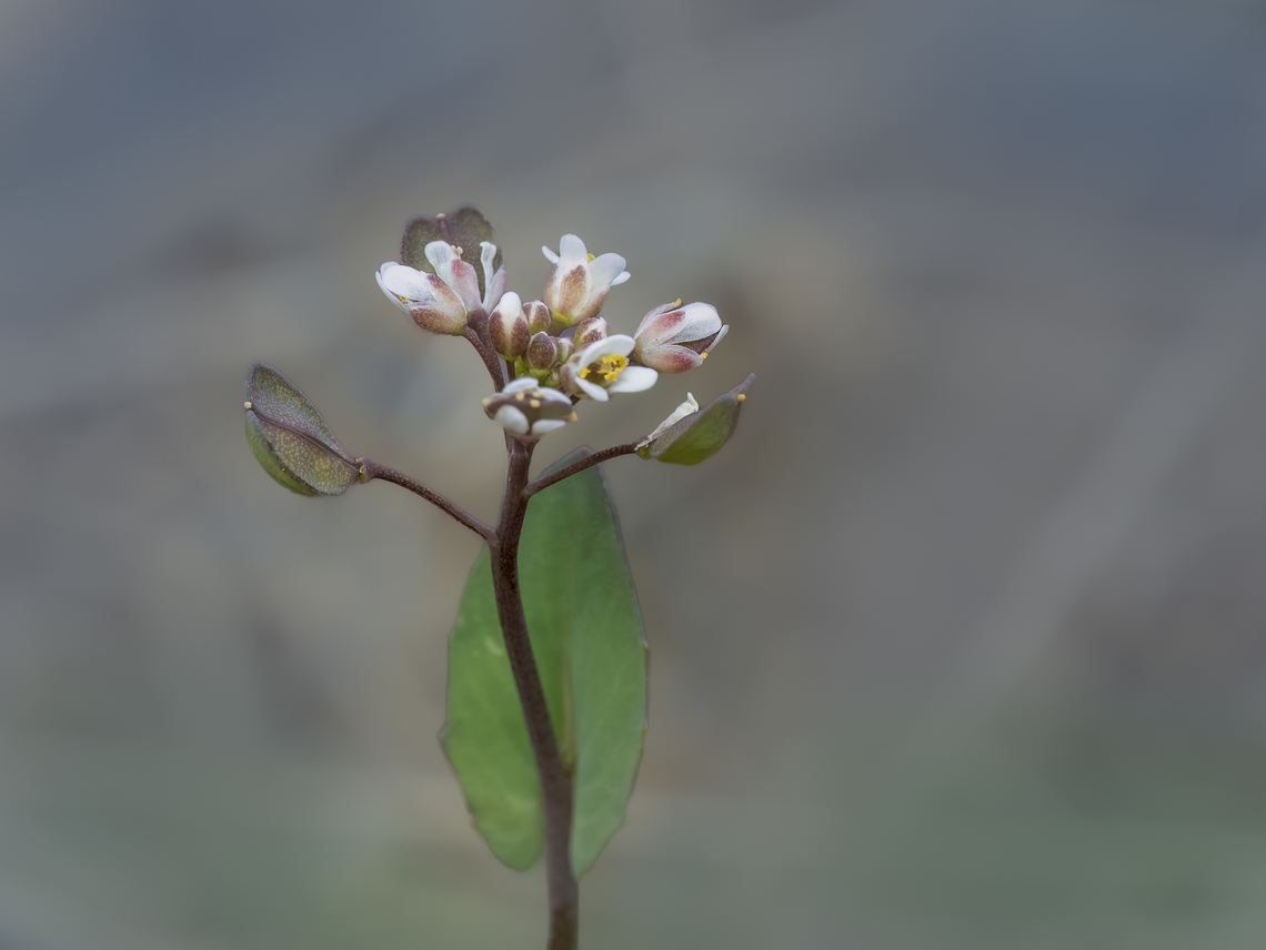 Thoroughwort Pennycress - Noccaea perfoliata  Brassicaceae,Brassicales,Bulgaria,Eudicot,Flowering Plant,Geotagged,Magnoliophyta,Noccaea perfoliata,Plantae,Spring,Thlaspi perfoliatum,Thoroughwort Pennycress,Wildlife
