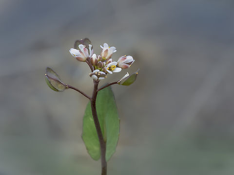 Thoroughwort Pennycress