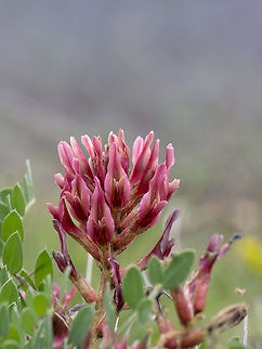 Astragalus spruneri