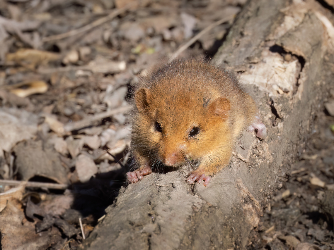 Hazel dormouse - Muscardinus avellanarius My first dormouse species photographed. It was quite inactive, apparently just awakened from hibernation. Experts comment that they woke up much earlier than usual this year - by about 15-20 days. Animalia,Bulgaria,Chordata,Common dormouse,Geotagged,Gliridae,Hazel dormouse,Mammalia,Muscardinus avellanarius,Rodentia,Spring,Wildlife