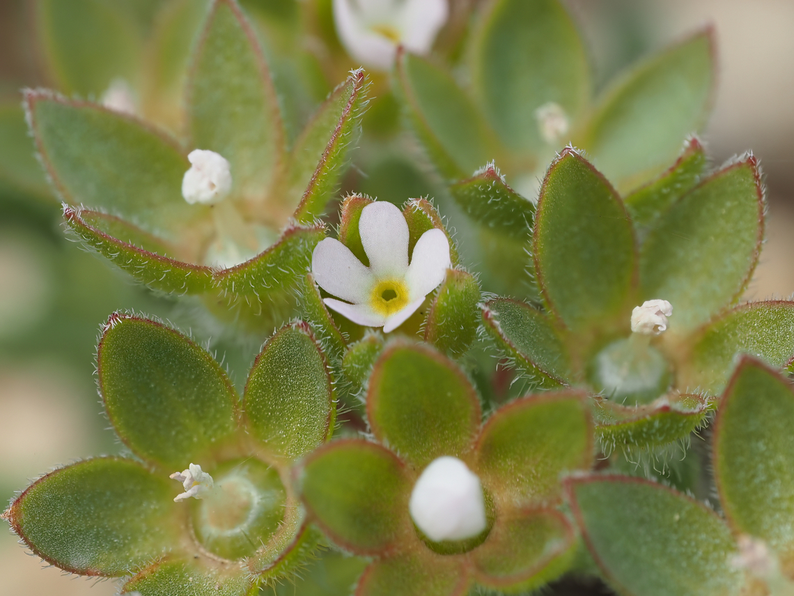 Androsace maxima Gro&szlig;er Mannsschild<br />
<figure class="photo"><a href="https://www.jungledragon.com/image/148345/androsace_maxima.html" title="Androsace maxima"><img src="https://s3.amazonaws.com/media.jungledragon.com/images/1332/148345_thumb.jpg?AWSAccessKeyId=05GMT0V3GWVNE7GGM1R2&Expires=1769040010&Signature=u2q7O0neIdUh1q%2BeQmj03poEPmI%3D" width="116" height="152" alt="Androsace maxima Gro&szlig;er Mannsschild<br />
https://www.jungledragon.com/image/148344/androsace_maxima.html Androsace maxima,Annual Androsace,Bulgaria,Ericales,Eudicot,Flowering Plant,Geotagged,Gro&szlig;er Mannsschild,Magnoliophyta,Plantae,Primulaceae,Spring,Wildlife" /></a></figure> Androsace maxima,Annual Androsace,Bulgaria,Ericales,Eudicot,Flowering Plant,Geotagged,Gro&szlig;er Mannsschild,Magnoliophyta,Plantae,Primulaceae,Spring,Wildlife