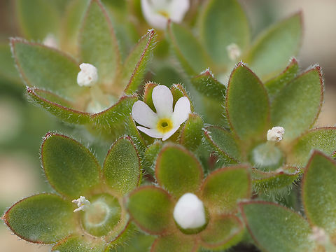 Androsace maxima Gro&szlig;er Mannsschild
https://www.jungledragon.com/image/148345/androsace_maxima.html Androsace maxima,Annual Androsace,Bulgaria,Ericales,Eudicot,Flowering Plant,Geotagged,Gro&szlig;er Mannsschild,Magnoliophyta,Plantae,Primulaceae,Spring,Wildlife