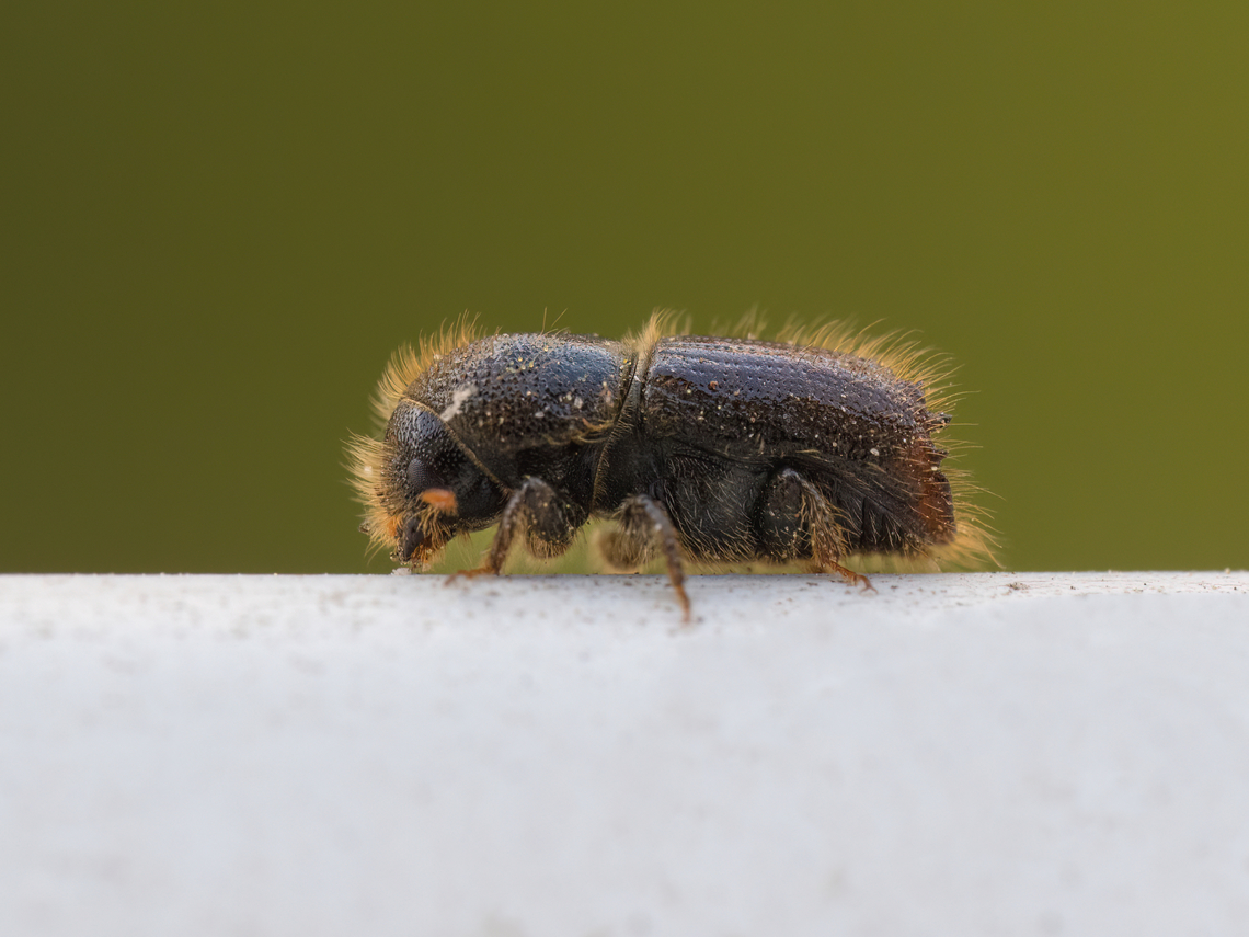 European spruce bark beetle - Ips typographus Another visitor on the windowsill of my apartment in Sofia. About 4 mm. <br />
 Animalia,Arthropoda,Bark beetle,Bulgaria,Coleoptera,Curculionidae,Curculionoidea,Europe,European spruce bark beetle,Geotagged,Insecta,Ips typographus,Sofia,Spring,Wildlife
