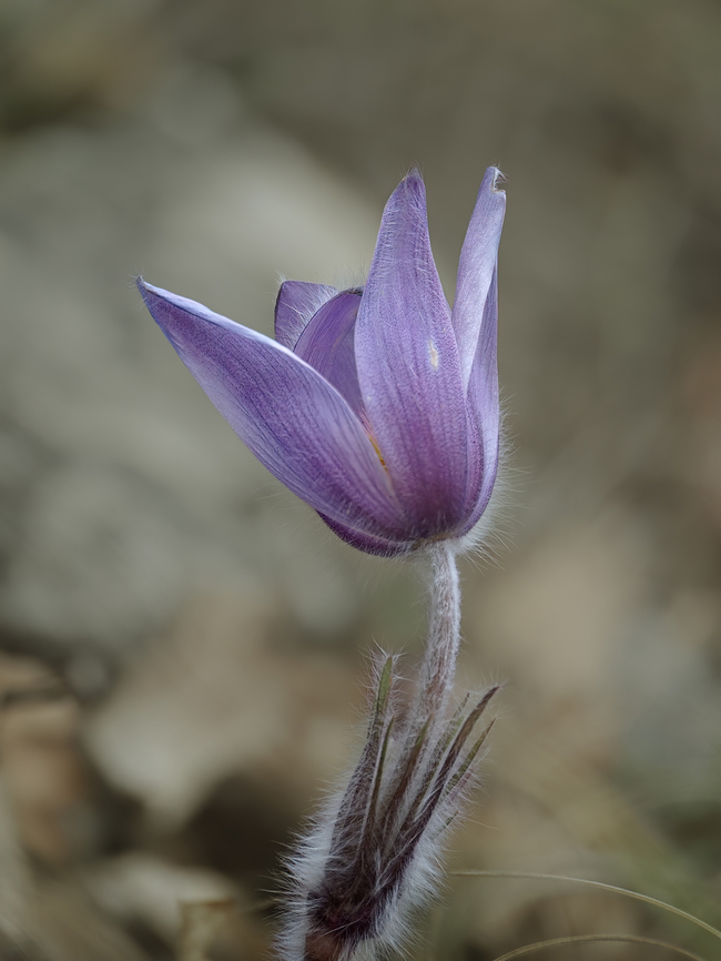 Haller's anemone - Pulsatilla halleri  Anemone halleri,Bulgaria,Eudicot,Flowering Plant,Geotagged,Haller's anemone,Hallers anemone,Magnoliophyta,Plantae,Pulsatilla halleri,Ranunculaceae,Ranunculales,Spring,Wildlife