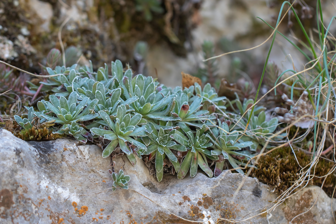 Alpine saxifrage - Saxifraga paniculata This is a photo from 2019, but I just now identified the plant. The photo was taken before the flowers appeared. Alpine saxifrage,Bulgaria,Eudicot,Europe,Flowering Plant,Geotagged,Livelong Saxifrage,Magnoliophyta,Plantae,Saxifraga paniculata,Saxifragaceae,Saxifragales,Spring,West Balkan mountain range,Wildlife