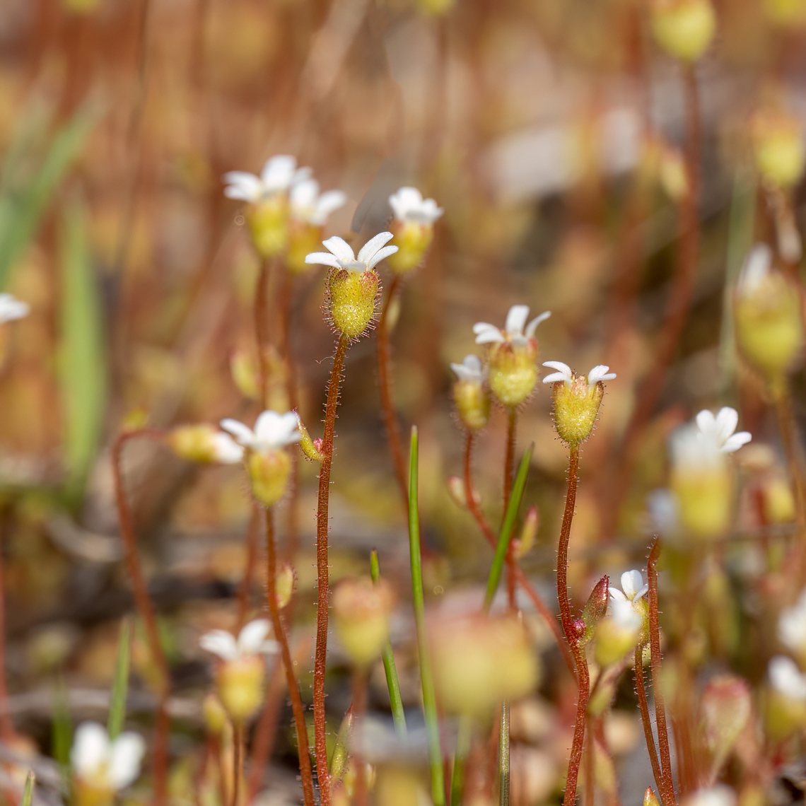 Rue-leaved saxifrage - Saxifraga tridactylites  Bulgaria,Eudicot,Flowering Plant,Geotagged,Magnoliophyta,Plantae,Rue-leaved Saxifrage,Rue-leaved saxifrage,Saxifraga tridactylites,Saxifragaceae,Saxifragales,Spring,Wildlife