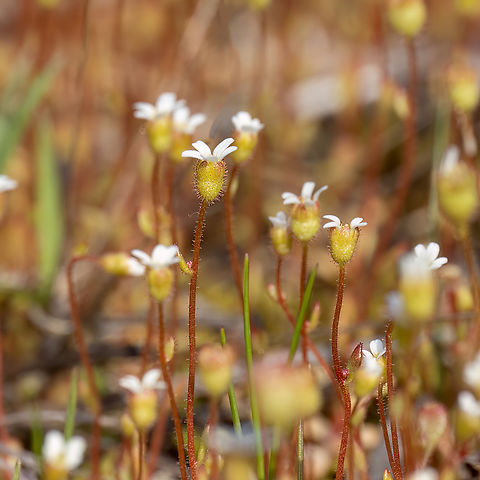 Rue-leaved saxifrage - Saxifraga tridactylites  Bulgaria,Eudicot,Flowering Plant,Geotagged,Magnoliophyta,Plantae,Rue-leaved Saxifrage,Rue-leaved saxifrage,Saxifraga tridactylites,Saxifragaceae,Saxifragales,Spring,Wildlife