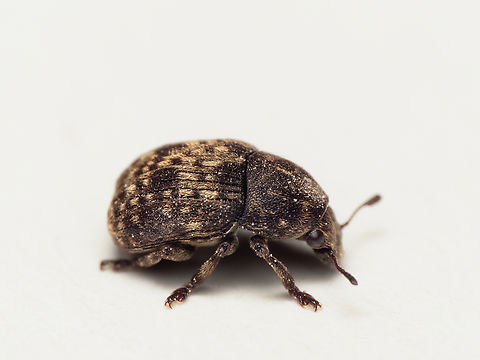 Fungus weеvil - Brachytarsus nebulosus Size: 4 mm
https://www.jungledragon.com/image/148440/fungus_wevil_-_brachytarsus_nebulosus.html Animalia,Anthribidae,Anthribus nebulosus,Arthropoda,Brachytarsus nebulosus,Bulgaria,Coleoptera,Curculionoidea,Fungus weevil,Geotagged,Insecta,Spring,Wildlife
