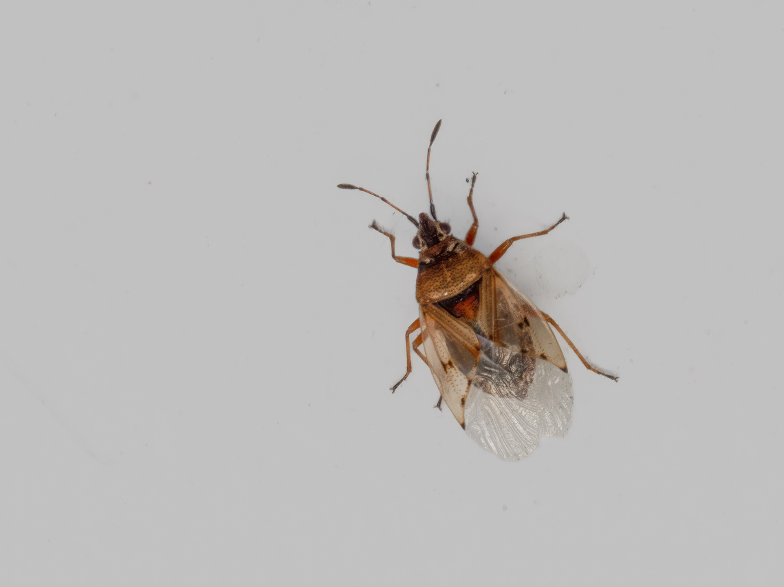 Birch catkin bug - Kleidocerys resedae Length 4.5-5.5 mm. A rust-coloured bug. The forewings are patterned and largely transparent, with the corium and clavus punctate. The clavus has three rows of punctures.<br />
<figure class="photo"><a href="https://www.jungledragon.com/image/148442/birch_catkin_bug_-_kleidocerys_resedae.html" title="Birch catkin bug - Kleidocerys resedae"><img src="https://s3.amazonaws.com/media.jungledragon.com/images/1332/148442_thumb.jpg?AWSAccessKeyId=05GMT0V3GWVNE7GGM1R2&Expires=1759968010&Signature=iF%2FX%2FKKeEkTVUL2SANtcGWZWwII%3D" width="200" height="150" alt="Birch catkin bug - Kleidocerys resedae Length 4.5-5.5 mm. A rust-coloured bug. The forewings are patterned and largely transparent, with the corium and clavus punctate. The clavus has three rows of punctures.<br />
https://www.jungledragon.com/image/148441/birch_catkin_bug_-_kleidocerys_resedae.html Animalia,Arthropoda,Birch Catkin Bug,Birch catkin bug,Bulgaria,Europe,Geotagged,Ground bug,Hemiptera,Insecta,Kleidocerys resedae,Lygaeidae,Lygaeoidea,Seed bug,Sofia,Spring,Wildlife" /></a></figure> Animalia,Arthropoda,Birch Catkin Bug,Birch catkin bug,Bulgaria,Europe,Geotagged,Ground bug,Hemiptera,Insecta,Kleidocerys resedae,Lygaeidae,Lygaeoidea,Seed bug,Sofia,Spring,Wildlife